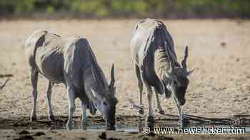 723 wilde dieren geslacht om bevolking Namibië te voeden