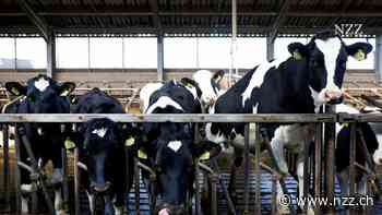 Verschmutzung durch die Viehzucht: Das Schnitzel ist viel teurer, als es scheint
