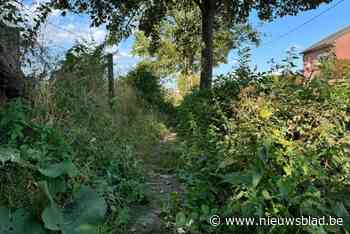 Zoeken naar hobbelig trottoir door jungle aan onkruid: “Bewoners serviceflats kunnen er niet meer op wandelen”