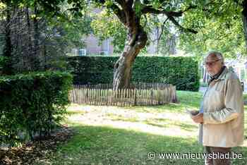 Stad krijgt een monument voor asbestdoden: “Zelfs deze Zwarte Moerbei is een beetje ziek”
