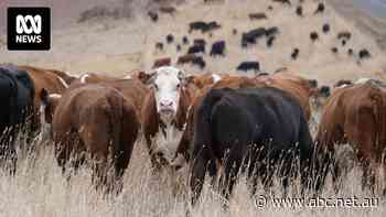 Woolworths supermaket says it will sell deforestation-free beef from end of 2025