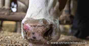Warning over 'dancing disease' as first UK case of Bluetongue virus confirmed