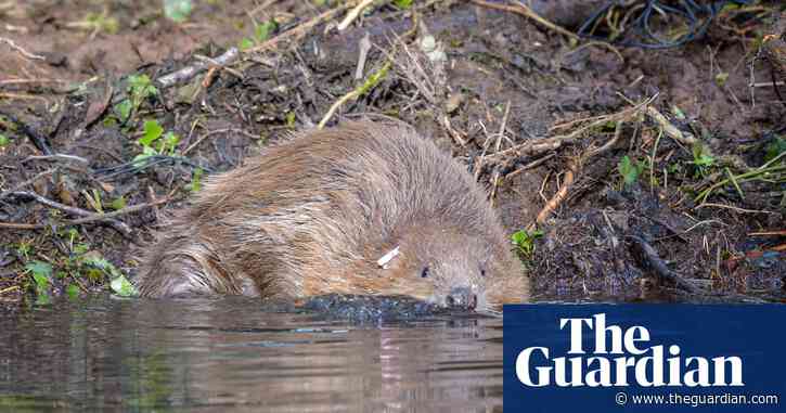 Conservationists warn of unauthorised releases of beavers into English rivers