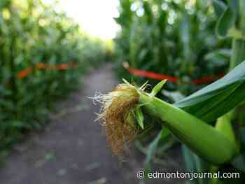 Homicide at Edmonton Corn Maze Tuesday night: RCMP