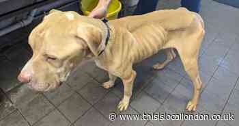 Dog that was left to starve had eaten plastic fork and food packaging