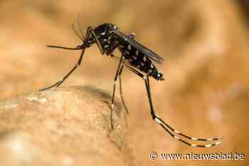 Vorig jaar werd dit exotisch insect wel aangetroffen in Lebbeke, dit jaar nog geen meldingen