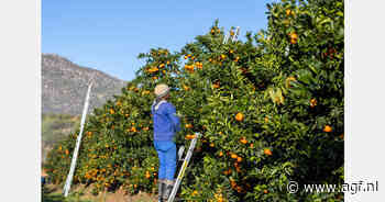 "Paradox op sinaasappelmarkt: geen krapte, ondanks lage aanvoer"