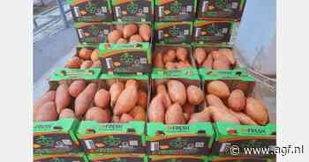 "Prijs Egyptische zoete aardappelen gehalveerd sinds seizoensbegin"