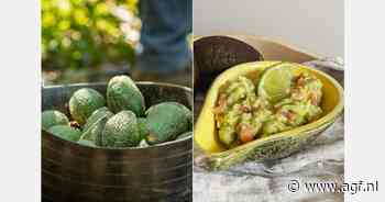 "We verschepen 200 vrachtwagens avocado's uit Marokko"