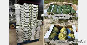 Oorlog in Zuid-Libanon bedreigt avocado- en cherimoyaseizoen