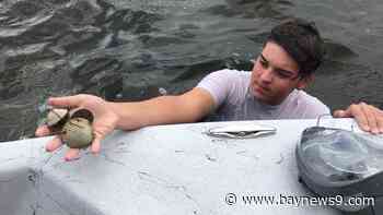 Pasco's scallop season set to resume after monthlong pause