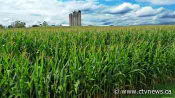 More humid than usual? It might be the corn