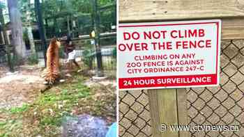 New Jersey woman arrested after allegedly taunting a tiger at a zoo