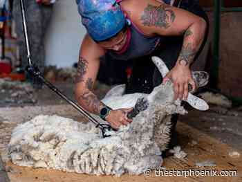 Sheep are ship-shape after their annual shearing near Clavet, Sask.