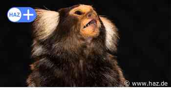 Razzia in Hannover und Salzgitter: LKA gelingt Schlag gegen Drogenbande