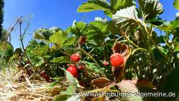 Obstbauern in Augsburg: Regen und Hagel erschweren die Ernte
