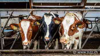 KOMMENTAR - Umweltschäden in den Niederlanden: Das Schnitzel kostet mehr, als es scheint