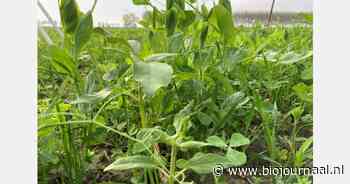 Zeeuwse steun voor campagne '1001ha soortenrijke groenbemestermengsels'