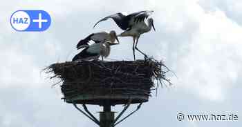 Drama um verletzten Storch: Vogel hat sich Bein gebrochen - doch niemand kann helfen