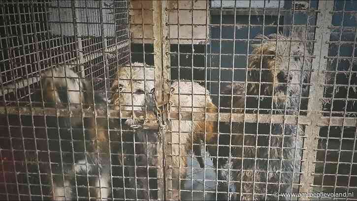 Ens - Stel vrijgesproken van mishandeling honden en pluimvee, 'Ik wil ze terug'