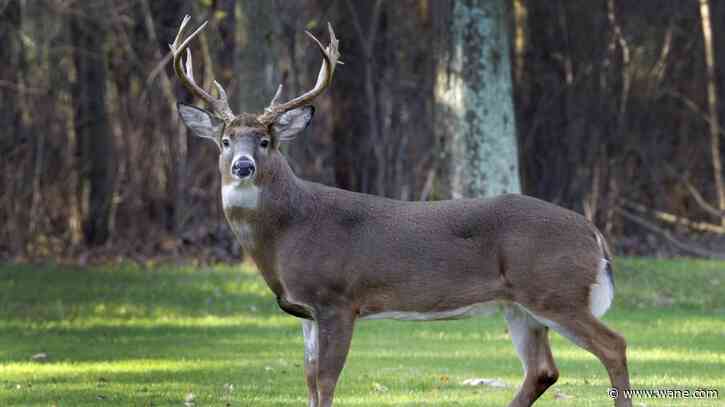 Indiana DNR reporting early-season outbreak of disease affecting white tail deer