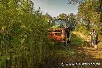 Veld vol hennep geoogst in Peer: “Om kleding, ramen of doodskisten van te maken”