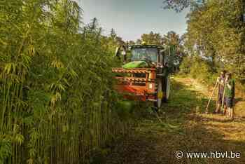 Veld vol hennep geoogst in Peer: “Om kleding, ramen of doodskisten van te maken”