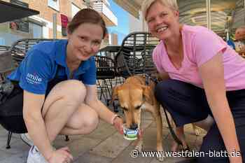 Hunde sind ganz heiß auf Hähnchen-Eis