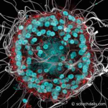 Mysterious New Organism Found in Mono Lake Could Rewrite the History of Life