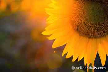 Puzzling Scientists for Hundreds of Years – New Research Solves Sunflower Dance Mystery