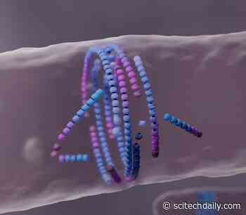 Dying to Align: Secret Mechanism Behind Bacterial Cell Division Unveiled