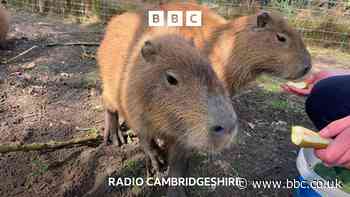 Capybaras come to Cambridgeshire