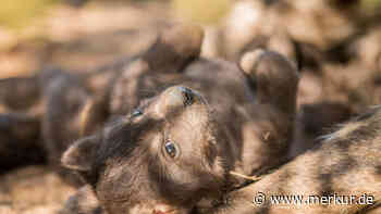 Tierquiz: Was wird aus diesem niedlichen Winzling, wenn er groß ist?