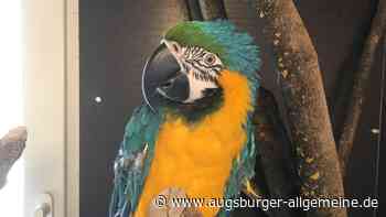 Nachwuchs im Tiergarten Ulm: Diese neuen Tiere gibt es zu bestaunen