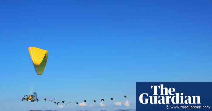 This bird came back from extinction - now scientists in a glider are teaching it to migrate