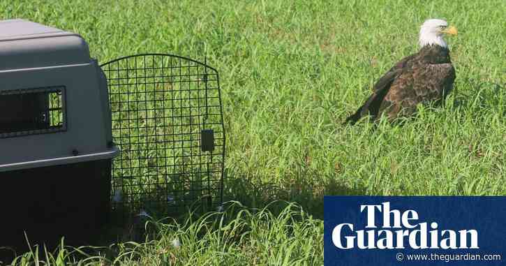 ‘Injured’ Missouri bald eagle actually ‘too fat to fly’ after gorging on raccoon