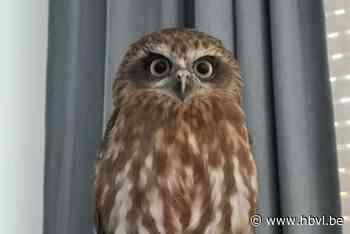 Miriam is radeloos: wie zag haar uiltje Howie?