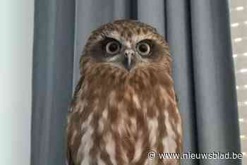 Miriam is radeloos: wie zag haar uiltje Howie?