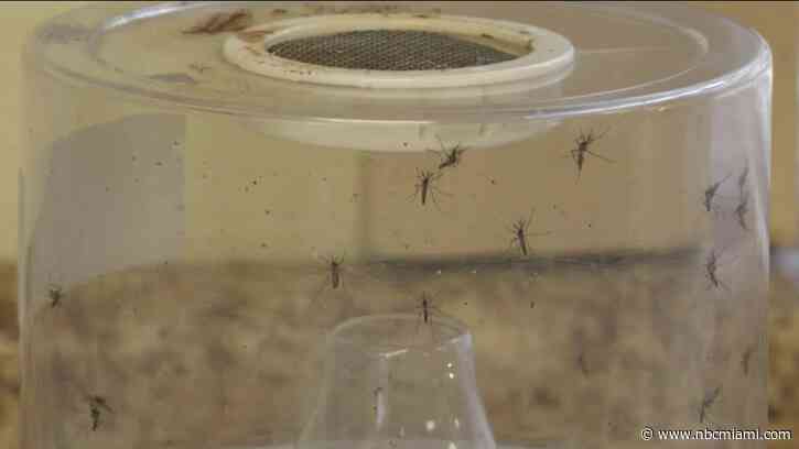 What to know about Oropouche virus, or sloth fever, as Florida reports 30 cases linked to Cuba