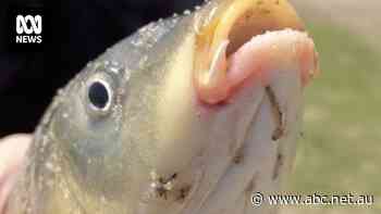 Why a top chef wants you to put carp collagen on your face