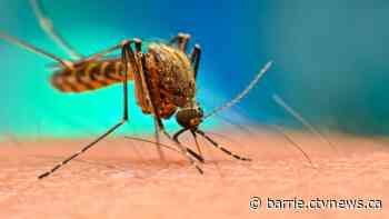 Health unit warns of West Nile risk after 2nd mosquito batch tests positive