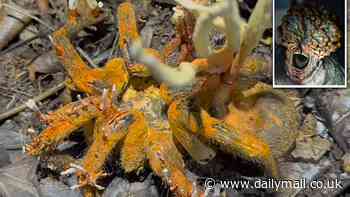 Nightmarish photo of tarantula infected by a ZOMBIE FUNGUS
