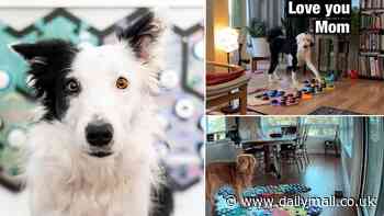 Dogs can TALK to you by pressing buttons, scientists confirm - here's how to try it with your pet