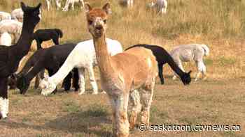 Sask. alpaca farm faces violent dog attack, 3 animals dead