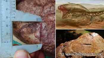 Talk about kicking you when you're down! Ancient sea cow was attacked by a crocodile and THEN scavenged by a tiger shark 11.6 million years ago, fossil analysis reveals