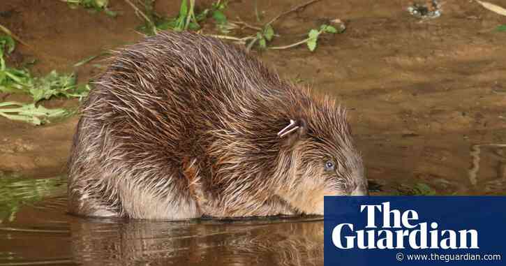 Beavers transform Devon’s River Otter – but their return across England and Wales has stalled