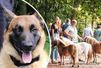 Geen geiten en schapen door blauwtongvirus op jaarmarkt, maar hondenbrigade van de politie tekent voor het eerst wél present