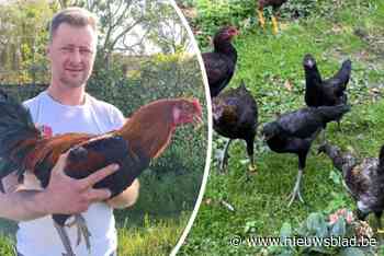 David geschrokken nadat 18 kippen op één nacht worden gestolen: “Het doet pijn. Ik heb die beestjes zien opgroeien”