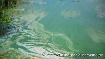 Blaualgen am Mindelsee: Baden in der „Neuen Nordsee“ auf eigene Gefahr