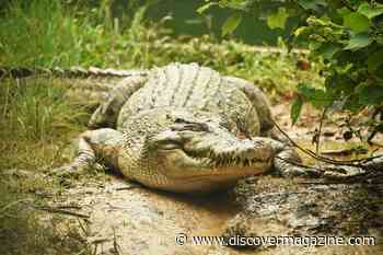 Living Fossils Revealed: The Hidden Evolution of These 4 Ancient Species